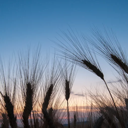 An image of corn ears, symbolizing growth and renewal, associated with integrative counselling services in Reading and online.